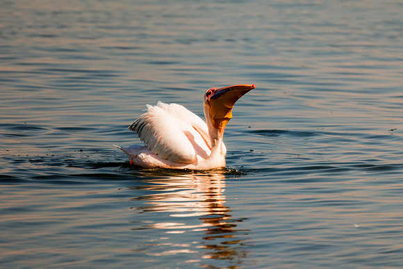 Bertazzoni, Kenya, Namibia, Pelican, beak, colors, feathers, fishing, flying, "great white pelican", hunting, lake, lakes, nature, nesting, ocean, rivers, wings