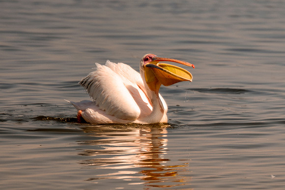 Bertazzoni, Kenya, Namibia, Pelican, beak, colors, feathers, fishing, flying, "great white pelican", hunting, lake, lakes, nature, nesting, ocean, rivers, wings