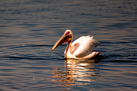 Bertazzoni, Kenya, Namibia, Pelican, beak, colors, feathers, fishing, flying, "great white pelican", hunting, lake, lakes, nature, nesting, ocean, rivers, wings