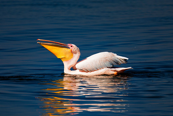 Bertazzoni, Kenya, Namibia, Pelican, beak, colors, feathers, fishing, flying, "great white pelican", hunting, lake, lakes, nature, nesting, ocean, rivers, wings