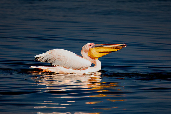 Bertazzoni, Kenya, Namibia, Pelican, beak, colors, feathers, fishing, flying, "great white pelican", hunting, lake, lakes, nature, nesting, ocean, rivers, wings