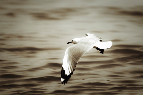 "Sabine's Gull", gull, bird, Namibia, Africa, coast, ocean, sea, flying, beak, flying, fishing, landing, Nikon, wings, Bertazzoni, legs, nature, safari, feathers, details