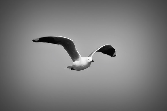 "Sabine's Gull", gull, bird, Namibia, Africa, coast, ocean, sea, flying, beak, flying, fishing, landing, Nikon, wings, Bertazzoni, legs, nature, safari, feathers, details, "black & white"