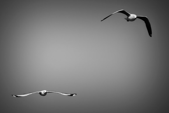 "Sabine's Gull", gull, bird, Namibia, Africa, coast, ocean, sea, flying, beak, flying, fishing, landing, Nikon, wings, Bertazzoni, legs, nature, safari, feathers, details, "black & white"