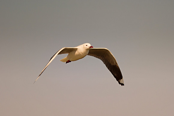 "Sabine's Gull", gull, bird, Namibia, Africa, coast, ocean, sea, flying, beak, flying, fishing, landing, Nikon, wings, Bertazzoni, legs, nature, safari, feathers, details