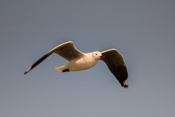 "Sabine's Gull", gull, bird, Namibia, Africa, coast, ocean, sea, flying, beak, flying, fishing, landing, Nikon, wings, Bertazzoni, legs, nature, safari, feathers, details