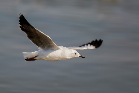 "Sabine's Gull", gull, bird, Namibia, Africa, coast, ocean, sea, flying, beak, flying, fishing, landing, Nikon, wings, Bertazzoni, legs, nature, safari, feathers, details