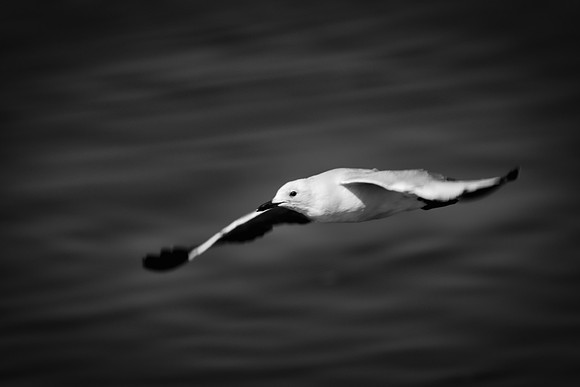 "Sabine's Gull", gull, bird, Namibia, Africa, coast, ocean, sea, flying, beak, flying, fishing, landing, Nikon, wings, Bertazzoni, legs, nature, safari, feathers, details, 'black & white'