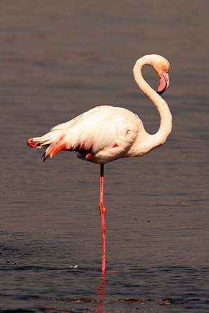 Bertazzoni, Namibia, Nikon, "Walvis Bay", bird, colors, details, details, feathers, flamingo, migration, peak, pink, pond, portrait, sea, structure, swamp, wings, zoo