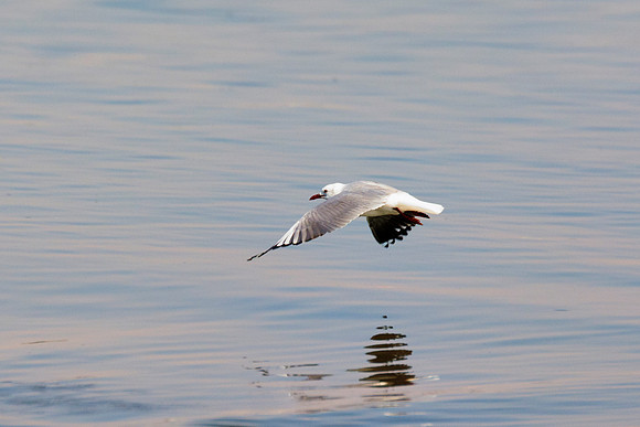 "Sabine's Gull", gull, bird, Namibia, Africa, coast, ocean, sea, flying, beak, flying, fishing, landing, Nikon, wings, Bertazzoni, legs, nature, safari, feathers, details