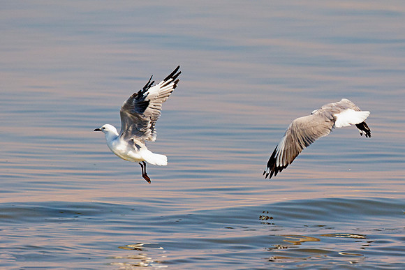"Sabine's Gull", gull, bird, Namibia, Africa, coast, ocean, sea, flying, beak, flying, fishing, landing, Nikon, wings, Bertazzoni, legs, nature, safari, feathers, details