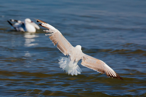 "Sabine's Gull", gull, bird, Namibia, Africa, coast, ocean, sea, flying, beak, flying, fishing, landing, Nikon, wings, Bertazzoni, legs, nature, safari, feathers, details