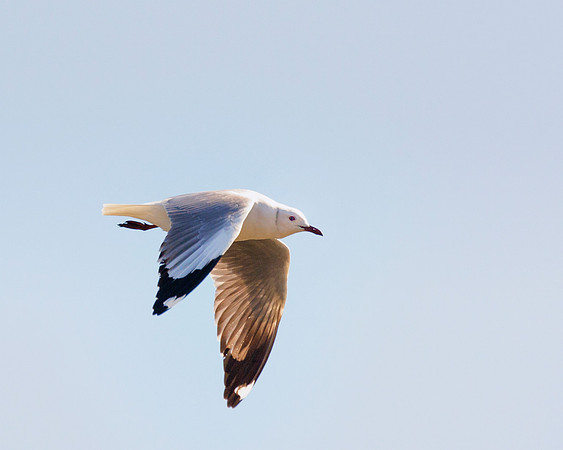 "Sabine's Gull", gull, bird, Namibia, Africa, coast, ocean, sea, flying, beak, flying, fishing, landing, Nikon, wings, Bertazzoni, legs, nature, safari, feathers, details