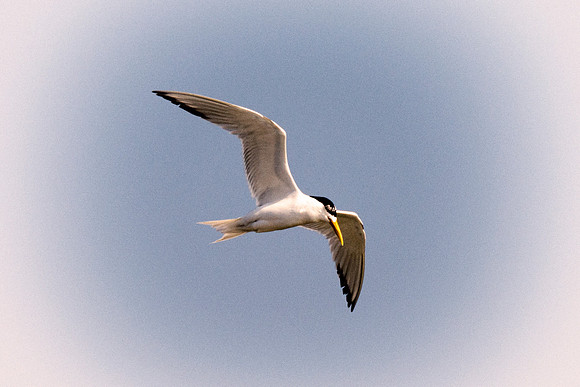 "Red Billed Tropicbird", ocean, sea, Namibia, "South Africa", Africa, safari, "Walvia bay", wings, beak, flying, fishing, feathers, sky, nature, Nikon, Bertazzoni