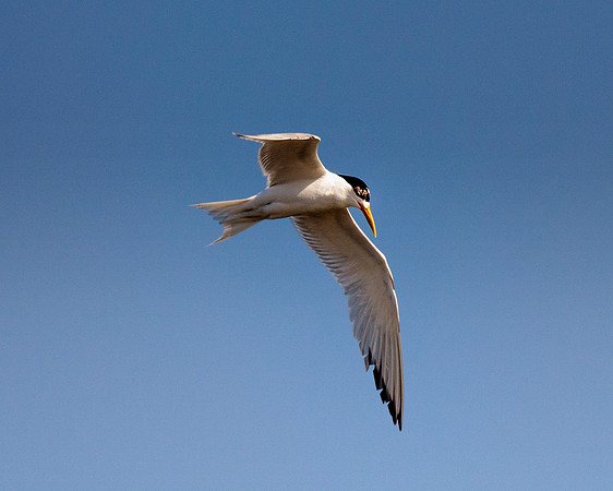"Red Billed Tropicbird", ocean, sea, Namibia, "South Africa", Africa, safari, "Walvia bay", wings, beak, flying, fishing, feathers, sky, nature, Nikon, Bertazzoni