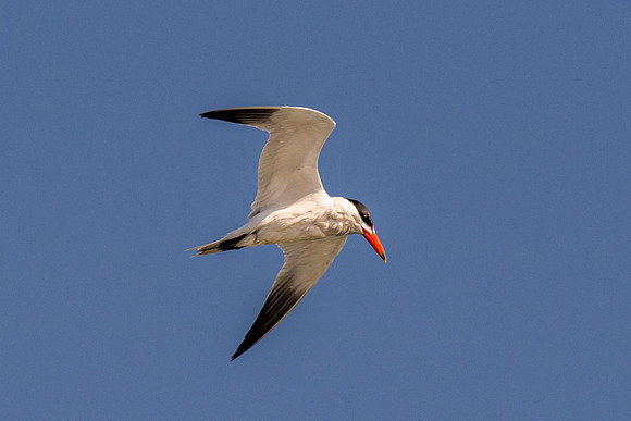 "Red Billed Tropicbird", ocean, sea, Namibia, "South Africa", Africa, safari, "Walvia bay", wings, beak, flying, fishing, feathers, sky, nature, Nikon, Bertazzoni