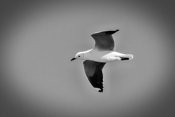"Sabine's Gull", gull, bird, Namibia, Africa, coast, ocean, sea, flying, beak, flying, fishing, landing, Nikon, wings, Bertazzoni, legs, nature, safari, feathers, details
