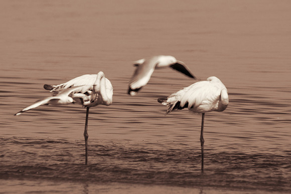 Bertazzoni, Namibia, Nikon, "Walvis Bay", bird, colors, details, details, feathers, flamingo, migration, peak, pink, pond, portrait, sea, structure, swamp, wings, zoo