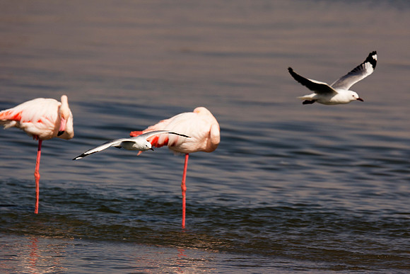 Bertazzoni, Namibia, Nikon, "Walvis Bay", bird, colors, details, details, feathers, flamingo, migration, peak, pink, pond, portrait, sea, structure, swamp, wings, zoo