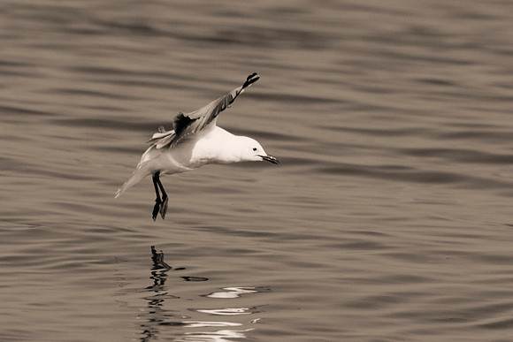 "Sabine's Gull", gull, bird, Namibia, Africa, coast, ocean, sea, flying, beak, flying, fishing, landing, Nikon, wings, Bertazzoni, legs, nature, safari, feathers, details