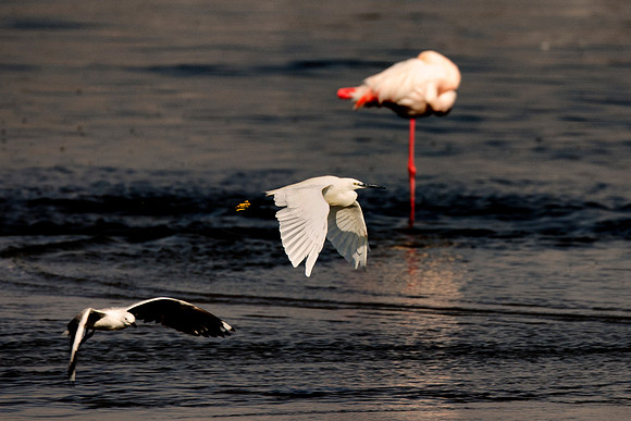 Africa, Bertazzoni, Namibia, Nikon, "Flying Egret", "South Africa", "Walvia bay", beak, feathers, fishing, flying, nature, ocean, safari, sea, sky, wings