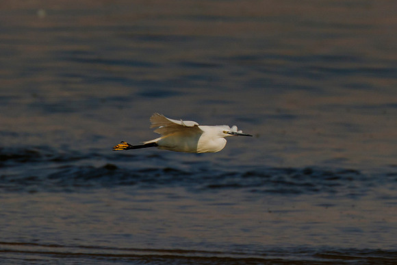Africa, Bertazzoni, "Flying Egret", Namibia, Nikon, "South Africa", "Walvia bay", beak, feathers, fishing, flying, nature, ocean, safari, sea, sky, wings