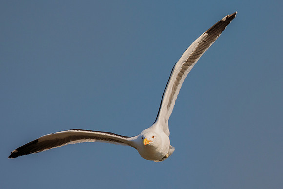 "Sabine's Gull", gull, bird, Namibia, Africa, coast, ocean, sea, flying, beak, flying, fishing, landing, Nikon, wings, Bertazzoni, legs, nature, safari, feathers, details