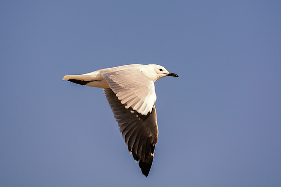 "Sabine's Gull", gull, bird, Namibia, Africa, coast, ocean, sea, flying, beak, flying, fishing, landing, Nikon, wings, Bertazzoni, legs, nature, safari, feathers, details