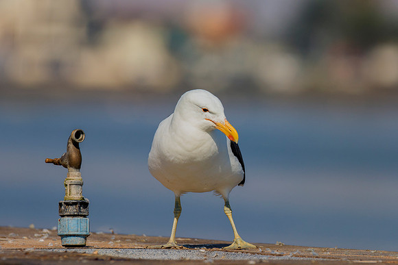 "Kelp Gull", gull, bird, Namibia, Africa, coast, ocean, sea, flying, beak, flying, fishing, landing, Nikon, wings, Bertazzoni, legs, nature, safari, feathers, details