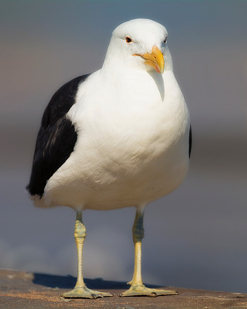 "Kelp Gull", gull, bird, Namibia, Africa, coast, ocean, sea, flying, beak, flying, fishing, landing, Nikon, wings, Bertazzoni, legs, nature, safari, feathers, details