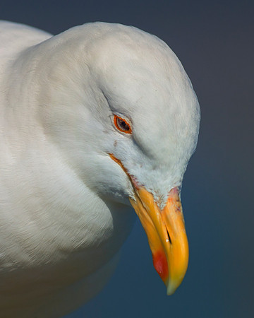"Kelp Gull", gull, bird, Namibia, Africa, coast, ocean, sea, flying, beak, flying, fishing, landing, Nikon, wings, Bertazzoni, legs, nature, safari, feathers, details