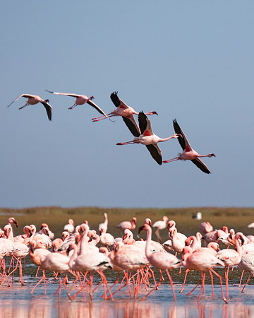 Bertazzoni, Namibia, Nikon, "Walvis Bay", bird, colors, details, details, feathers, flamingo, migration, peak, pink, pond, portrait, sea, structure, swamp, wings, zoo, "flying flamingo"