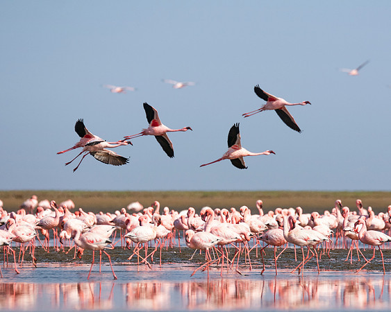 Bertazzoni, Namibia, Nikon, "Walvis Bay", bird, colors, details, details, feathers, flamingo, migration, peak, pink, pond, portrait, sea, structure, swamp, wings, zoo, "flying flamingo"