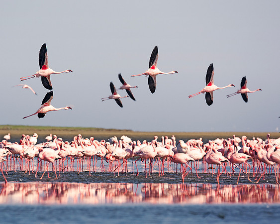 Bertazzoni, Namibia, Nikon, "Walvis Bay", bird, colors, details, details, feathers, flamingo, migration, peak, pink, pond, portrait, sea, structure, swamp, wings, zoo, "flying flamingo"