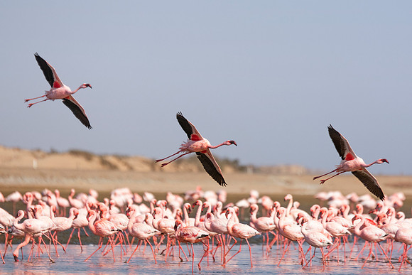 Bertazzoni, Namibia, Nikon, "Walvis Bay", bird, colors, details, details, feathers, flamingo, migration, peak, pink, pond, portrait, sea, structure, swamp, wings, zoo, "flying flamingo"