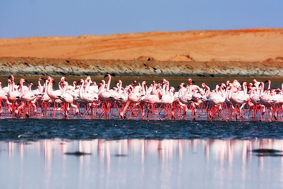 Bertazzoni, Namibia, Nikon, "Walvis Bay", bird, colors, details, details, feathers, flamingo, migration, peak, pink, pond, portrait, sea, structure, swamp, wings, zoo, "flying flamingo"