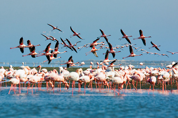Bertazzoni, Namibia, Nikon, "Walvis Bay", bird, colors, details, details, feathers, flamingo, migration, peak, pink, pond, portrait, sea, structure, swamp, wings, zoo, "flying flamingo"