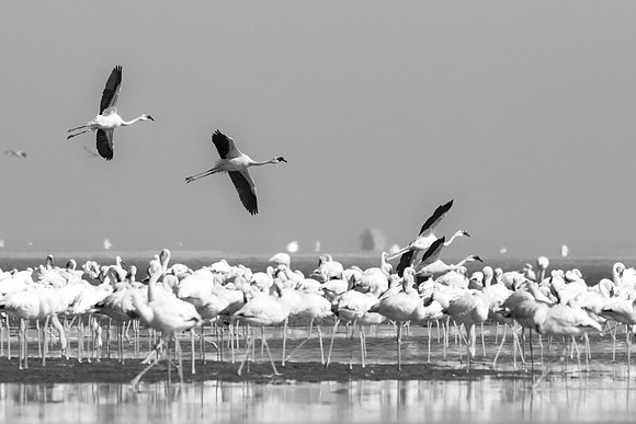 Bertazzoni, Namibia, Nikon, "Walvis Bay", bird, colors, details, details, feathers, flamingo, migration, peak, pink, pond, portrait, sea, structure, swamp, wings, zoo, "flying flamingo"
