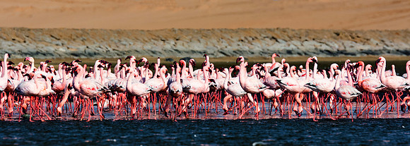 Bertazzoni, Namibia, Nikon, "Walvis Bay", bird, colors, details, details, feathers, flamingo, migration, peak, pink, pond, portrait, sea, structure, swamp, wings, zoo, "flying flamingo"