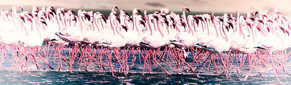 Bertazzoni, Namibia, Nikon, "Walvis Bay", bird, colors, details, details, feathers, flamingo, migration, peak, pink, pond, portrait, sea, structure, swamp, wings, zoo, "flying flamingo"