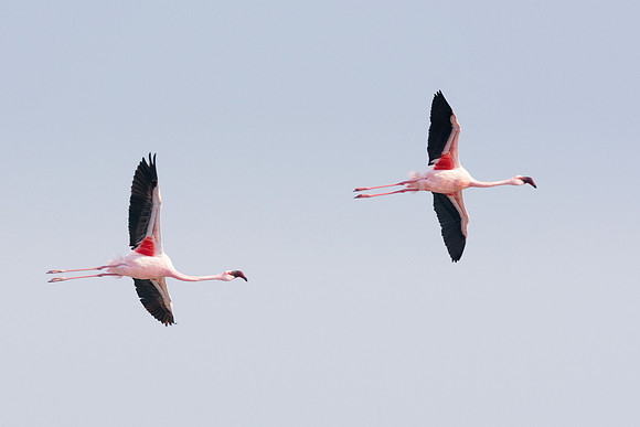 Bertazzoni, Namibia, Nikon, "Walvis Bay", bird, colors, details, details, feathers, flamingo, migration, peak, pink, pond, portrait, sea, structure, swamp, wings, zoo, "flying flamingo"
