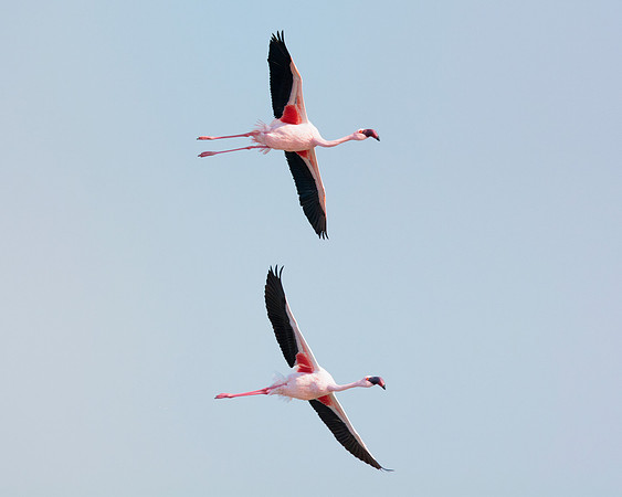 Bertazzoni, Namibia, Nikon, "Walvis Bay", bird, colors, details, details, feathers, flamingo, migration, peak, pink, pond, portrait, sea, structure, swamp, wings, zoo, "flying flamingo"
