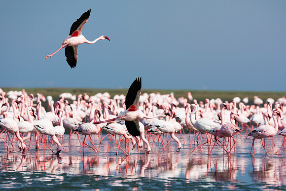 Bertazzoni, Namibia, Nikon, "Walvis Bay", bird, colors, details, details, feathers, flamingo, migration, peak, pink, pond, portrait, sea, structure, swamp, wings, zoo, "flying flamingo"