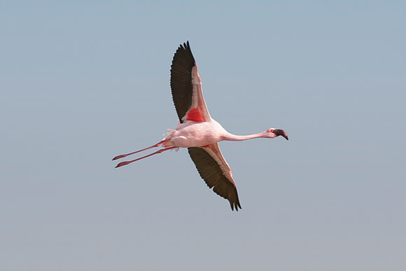 Bertazzoni, Namibia, Nikon, "Walvis Bay", bird, colors, details, details, feathers, flamingo, migration, peak, pink, pond, portrait, sea, structure, swamp, wings, zoo, "flying flamingo"