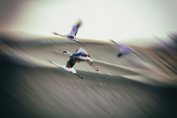 Bertazzoni, Namibia, Nikon, "Walvis Bay", bird, colors, details, details, feathers, flamingo, migration, peak, pink, pond, portrait, sea, structure, swamp, wings, zoo, "flying flamingo"