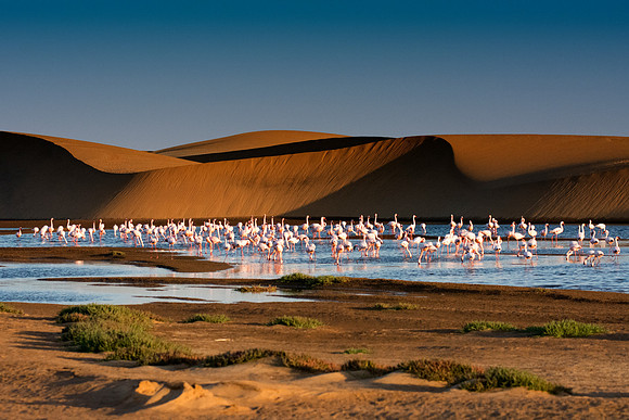 Bertazzoni, Namibia, Nikon, "Walvis Bay", bird, colors, details, details, feathers, flamingo, migration, peak, pink, pond, portrait, sea, structure, swamp, wings, zoo, "flying flamingo"