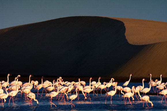 Bertazzoni, Namibia, Nikon, "Walvis Bay", bird, colors, details, details, feathers, flamingo, migration, peak, pink, pond, portrait, sea, structure, swamp, wings, zoo, "flying flamingo"