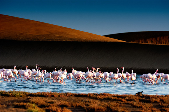 Bertazzoni, Namibia, Nikon, "Walvis Bay", bird, colors, details, details, feathers, flamingo, migration, peak, pink, pond, portrait, sea, structure, swamp, wings, zoo, "flying flamingo"