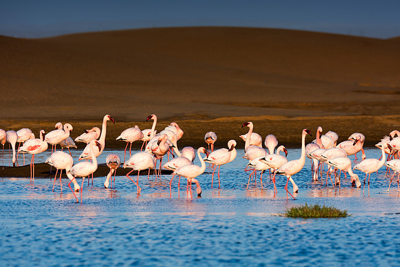 Bertazzoni, Namibia, Nikon, "Walvis Bay", bird, colors, details, details, feathers, flamingo, migration, peak, pink, pond, portrait, sea, structure, swamp, wings, zoo, "flying flamingo"