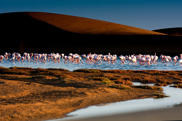 Bertazzoni, Namibia, Nikon, "Walvis Bay", bird, colors, details, details, feathers, flamingo, migration, peak, pink, pond, portrait, sea, structure, swamp, wings, zoo, "flying flamingo"